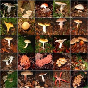 600px-Champignons_mushrooms_(950475736)