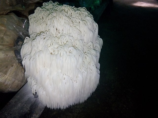 640px-Hericium_erinaceus,Lion’s_Mane,_Hedgehog_Mushroom