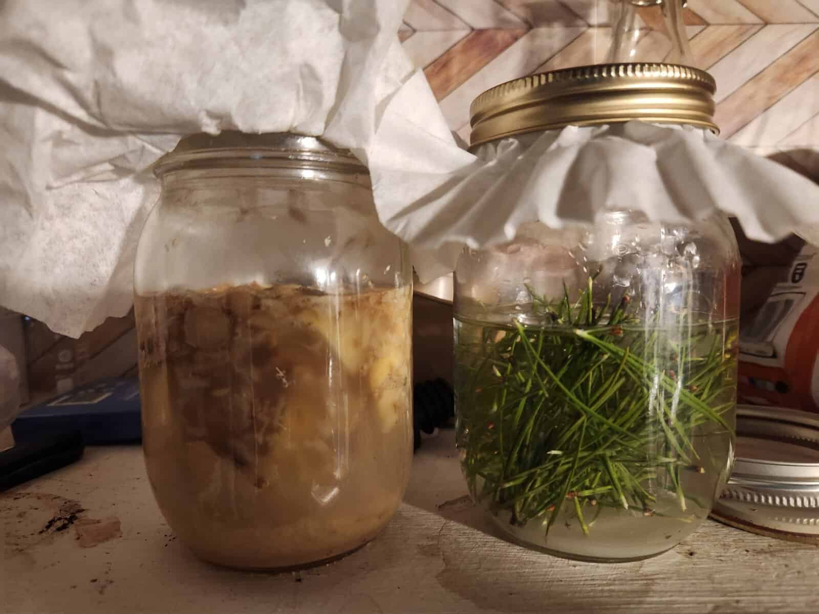 GingerandPineNeedleBugs